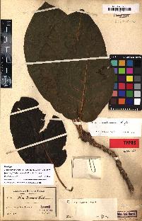 spécimen de Ficus membranacea